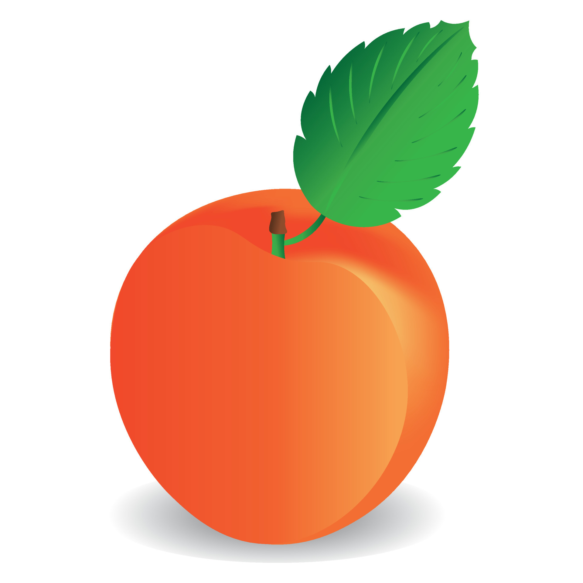 peach, apricot, fruit icon vector illustration symbol 24551487 Vector