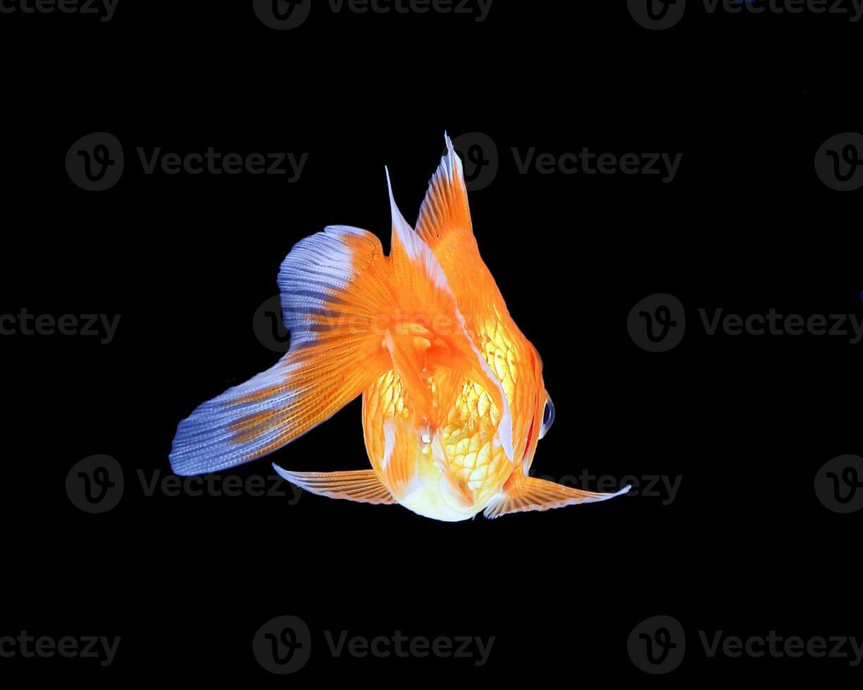 GoldFish aquarium pet photo