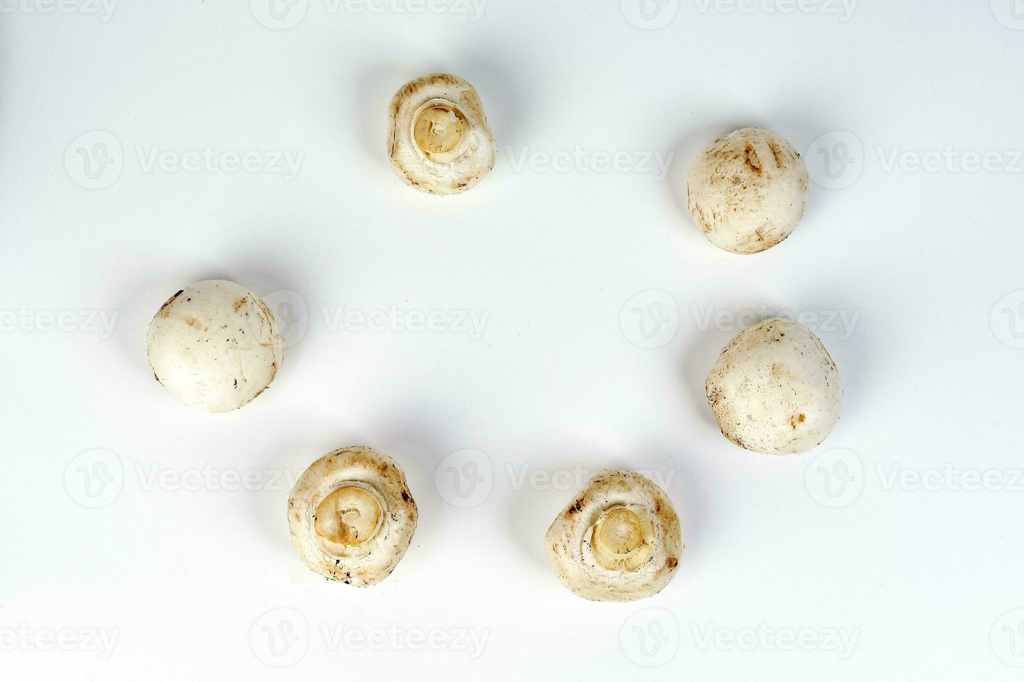 White button mushroom on white background top view photo