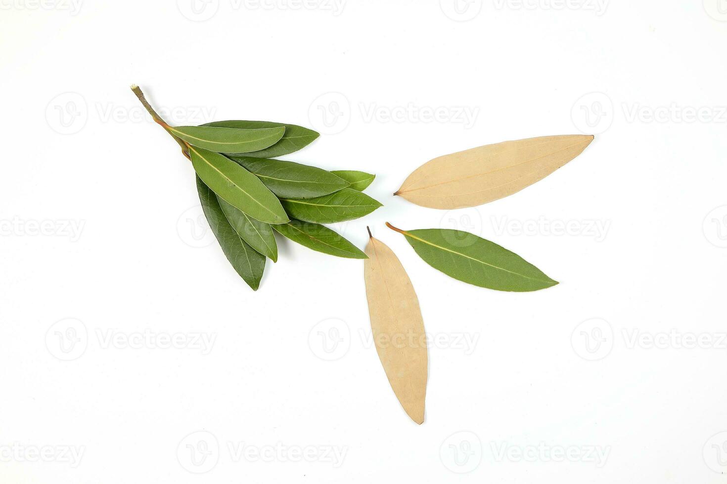 Bay leaf herb spice photo