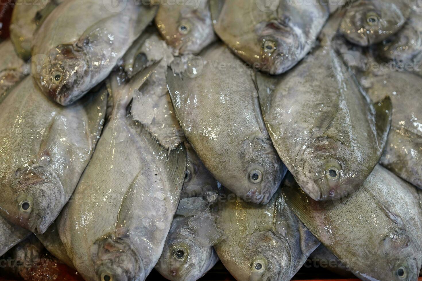 Fresh black pomfret fish at weekly street market photo