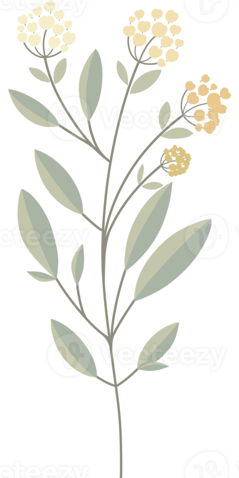 Simple Botanical elements png