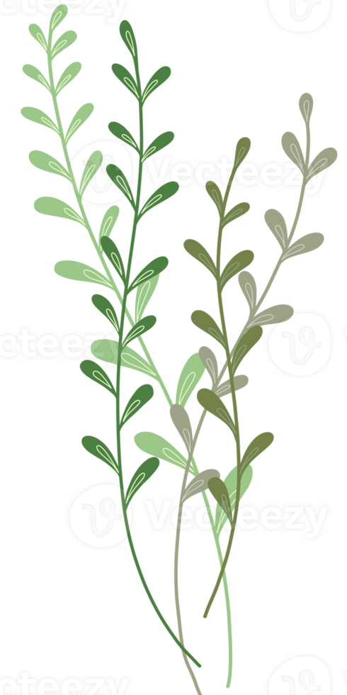 Simple Botanical elements png