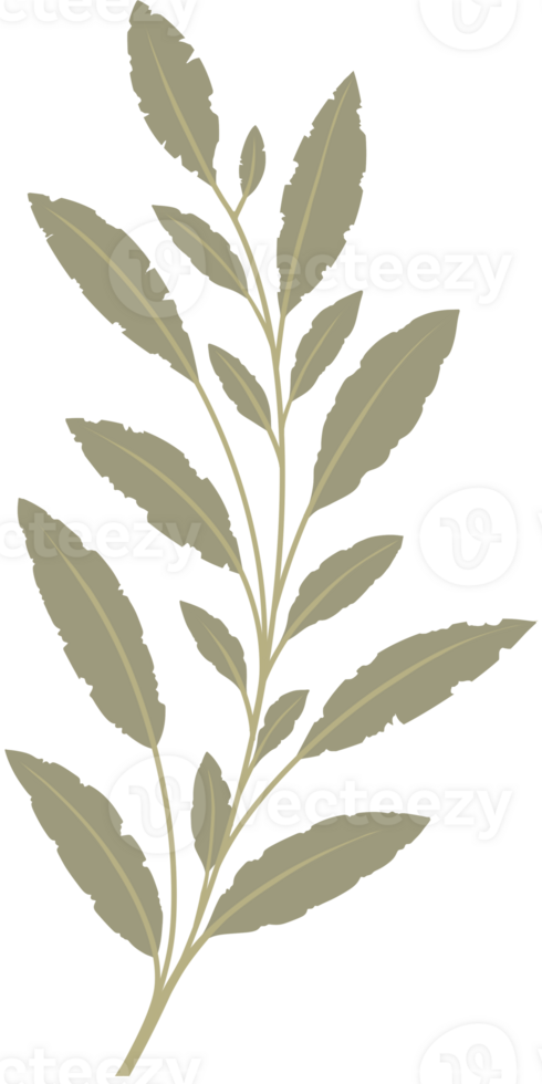 Simple Botanical elements png