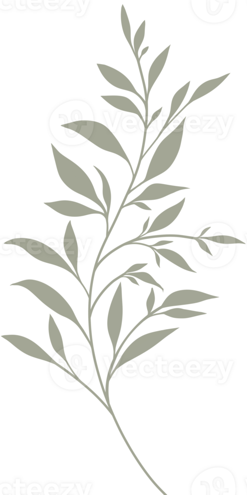 Simple Botanical elements png