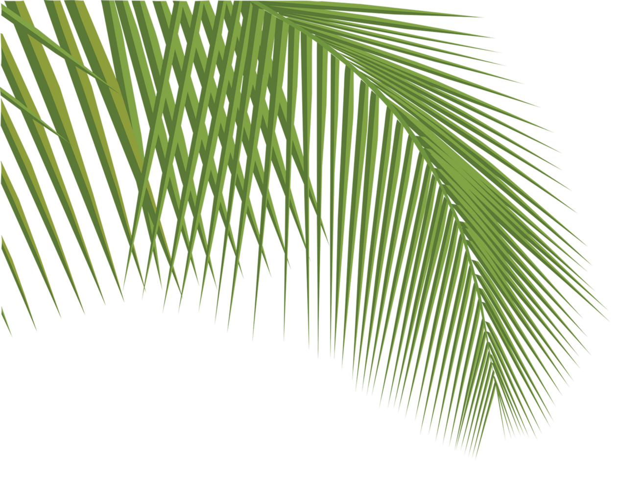 coconut leaves, for ground png. png