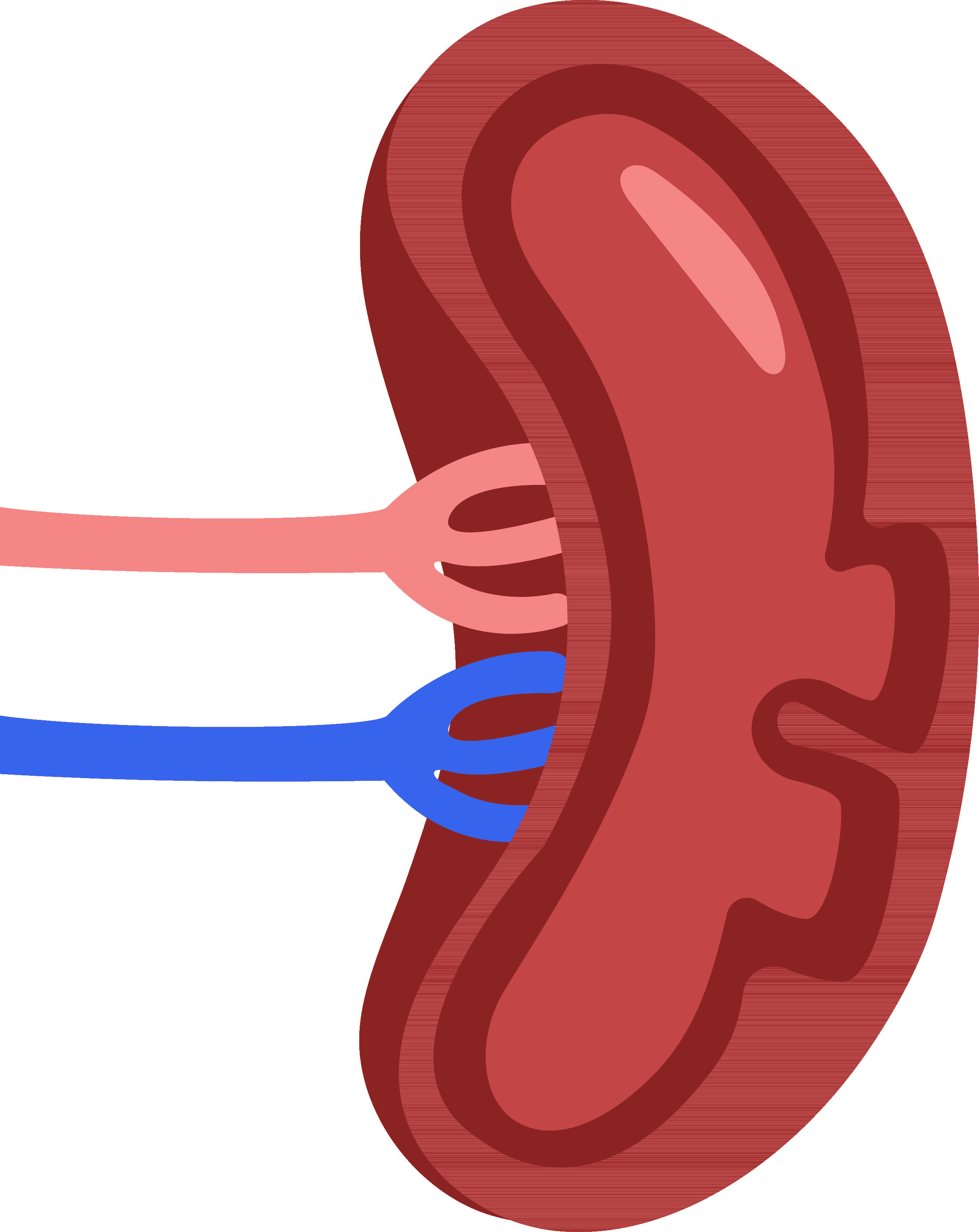 Isolated Spleen Icon In Red And Blue Color. 24554816 Vector Art at Vecteezy