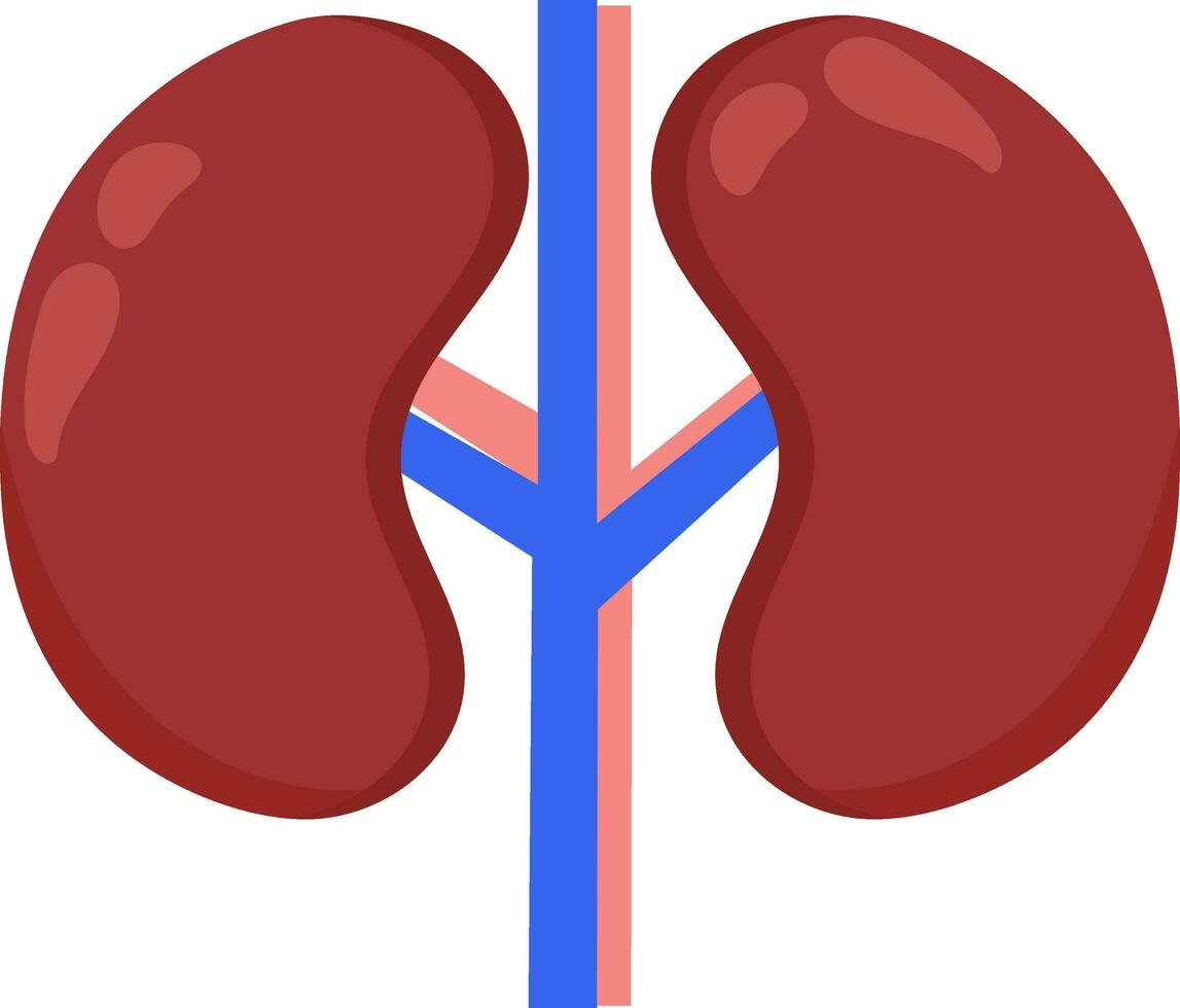Red And Blue Kidney Icon In Flat Style. vector