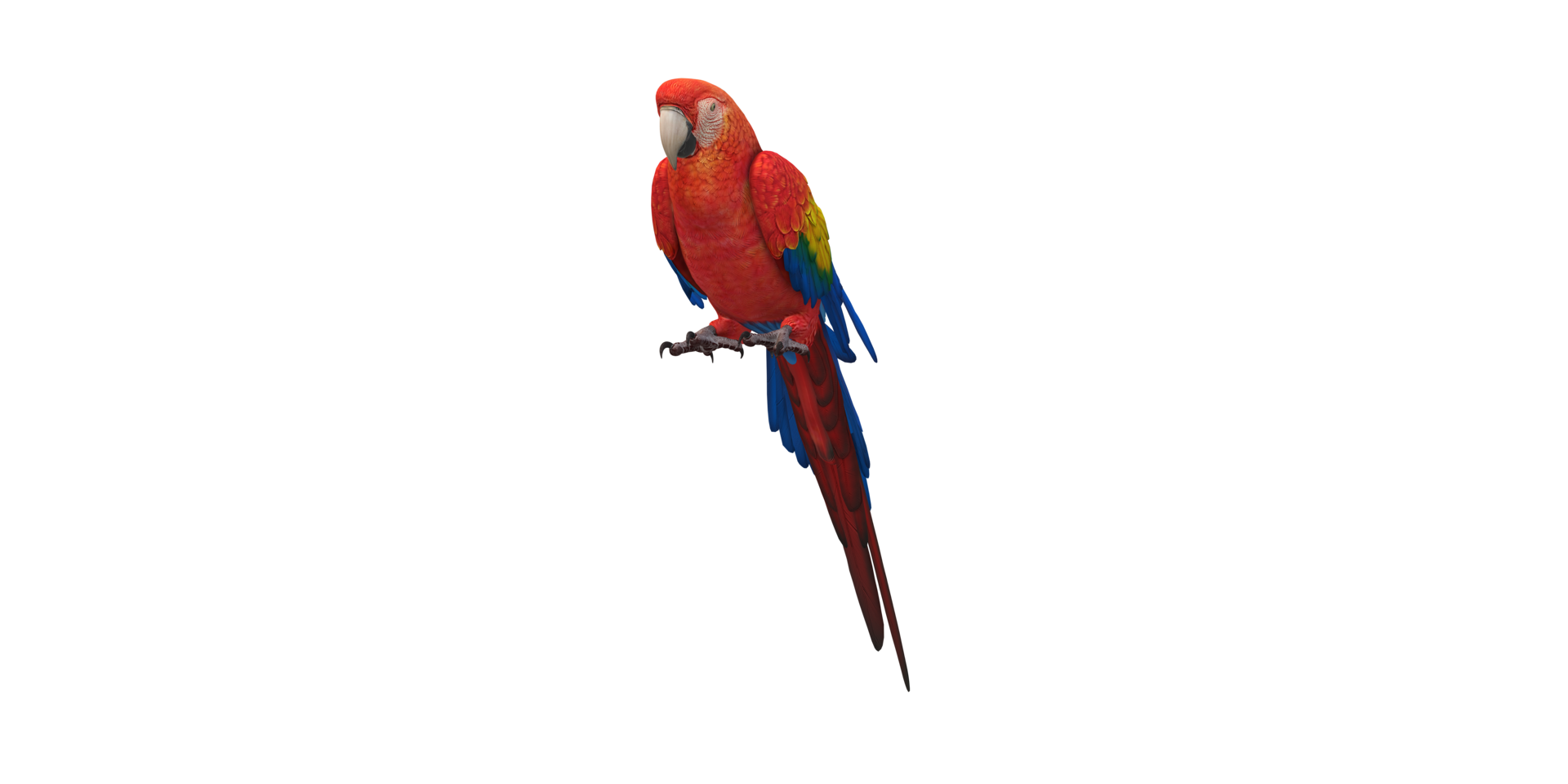 Parrot isolated on a Transparent Background png