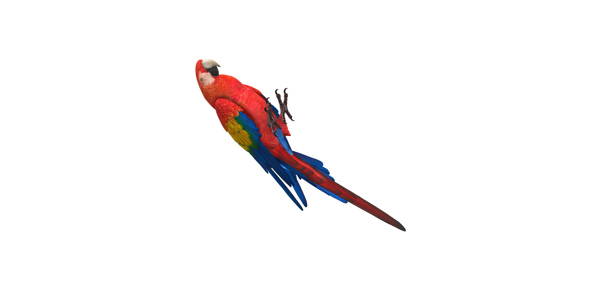 Parrot isolated on a Transparent Background png