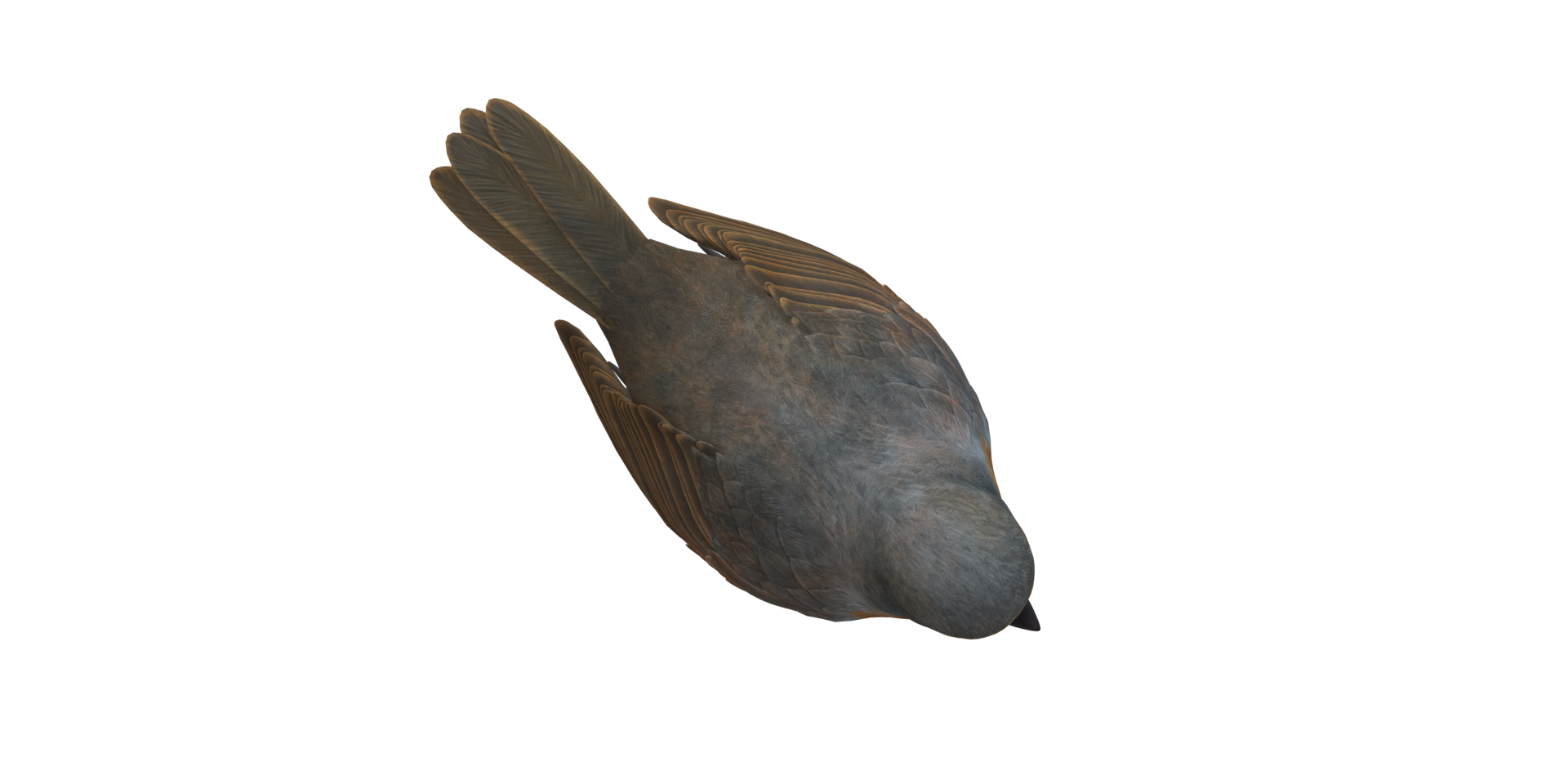 Robin Bird isolated on a Transparent Background png