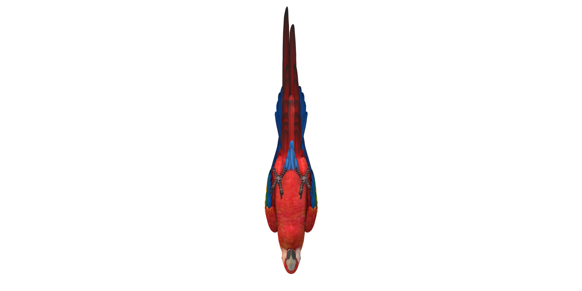 Parrot isolated on a Transparent Background png