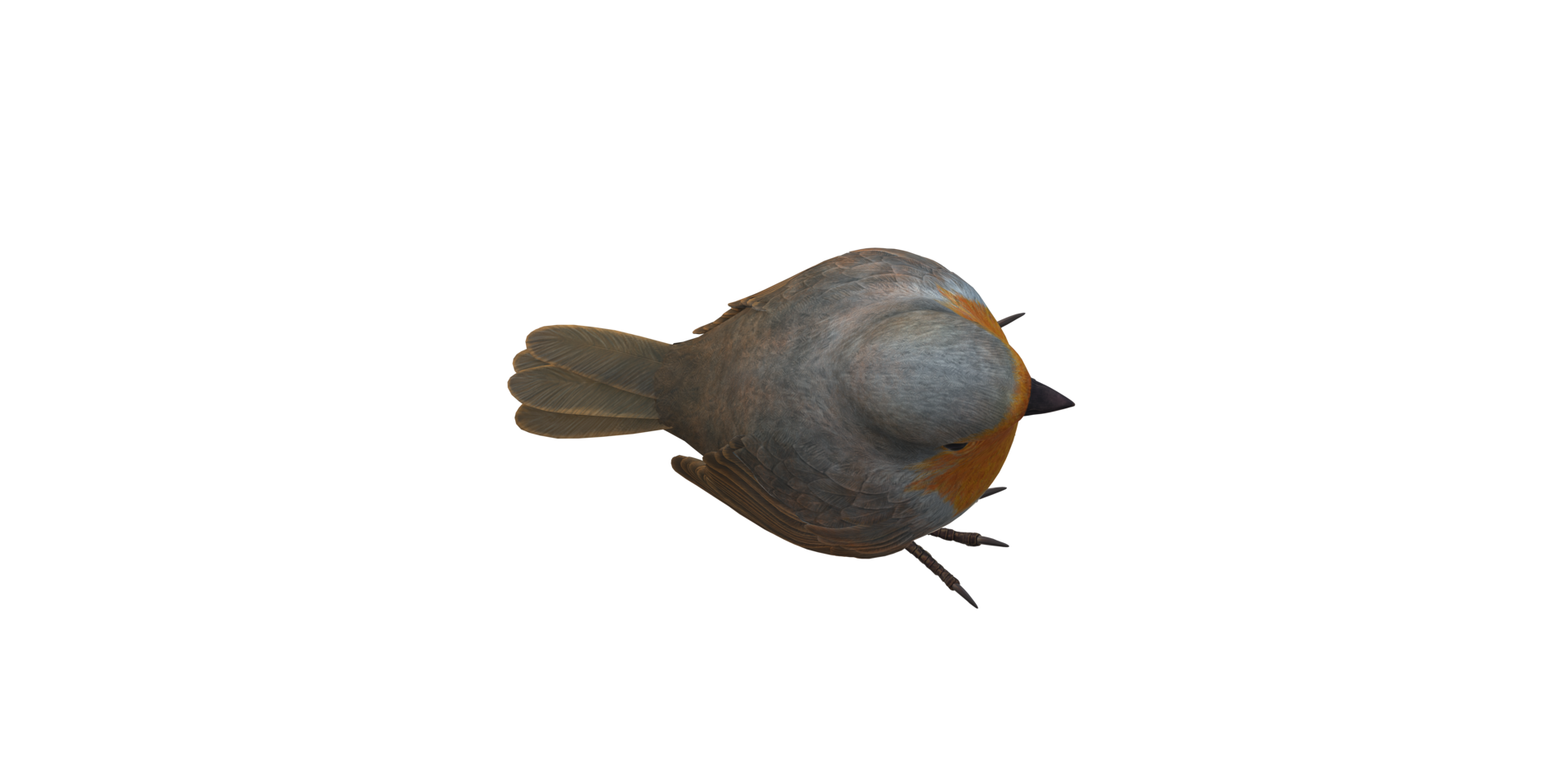 Robin Bird isolated on a Transparent Background png