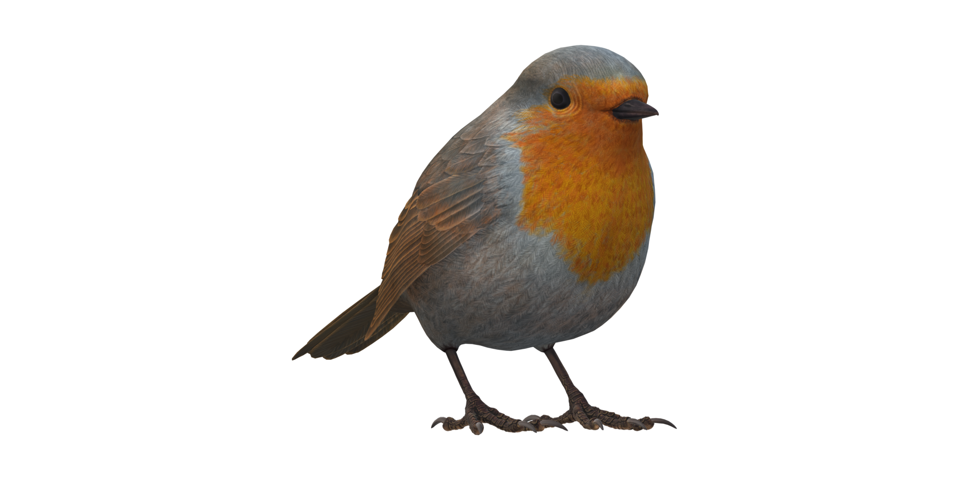 Robin Bird isolated on a Transparent Background png