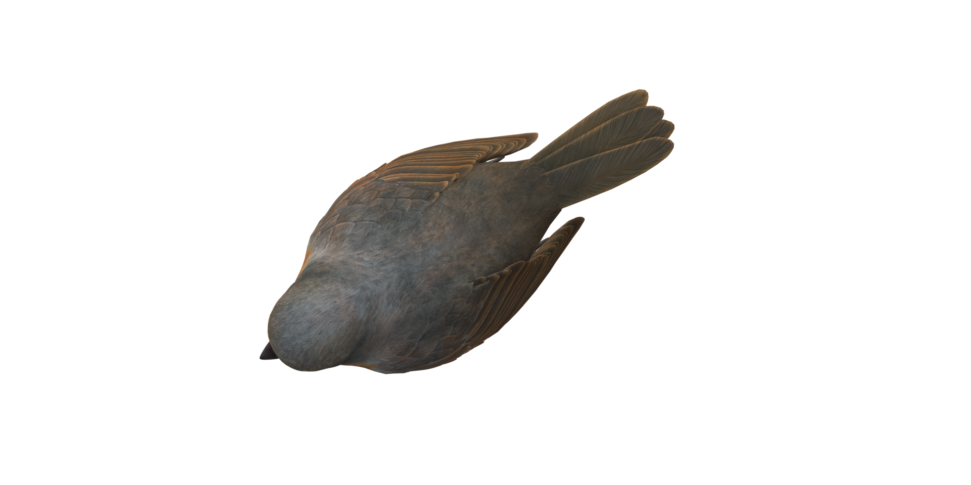 Robin Bird isolated on a Transparent Background png