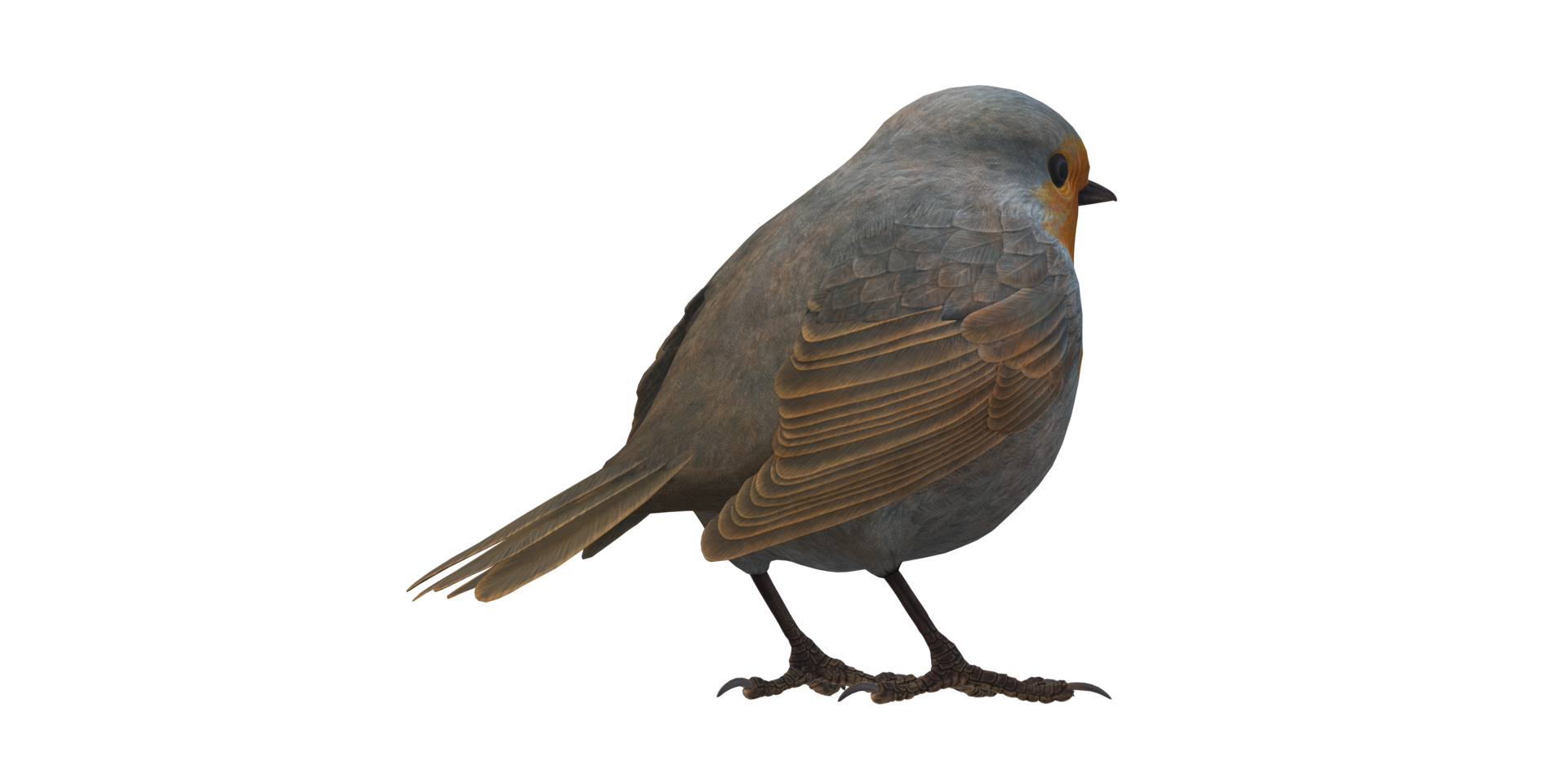 Robin Bird isolated on a Transparent Background png