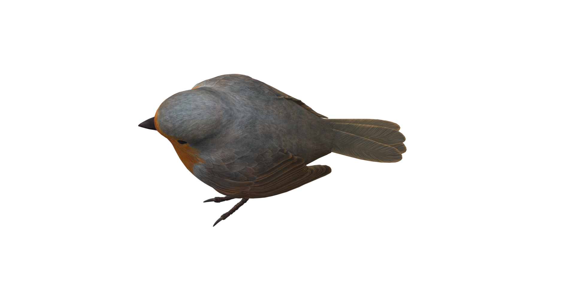 Robin Bird isolated on a Transparent Background png