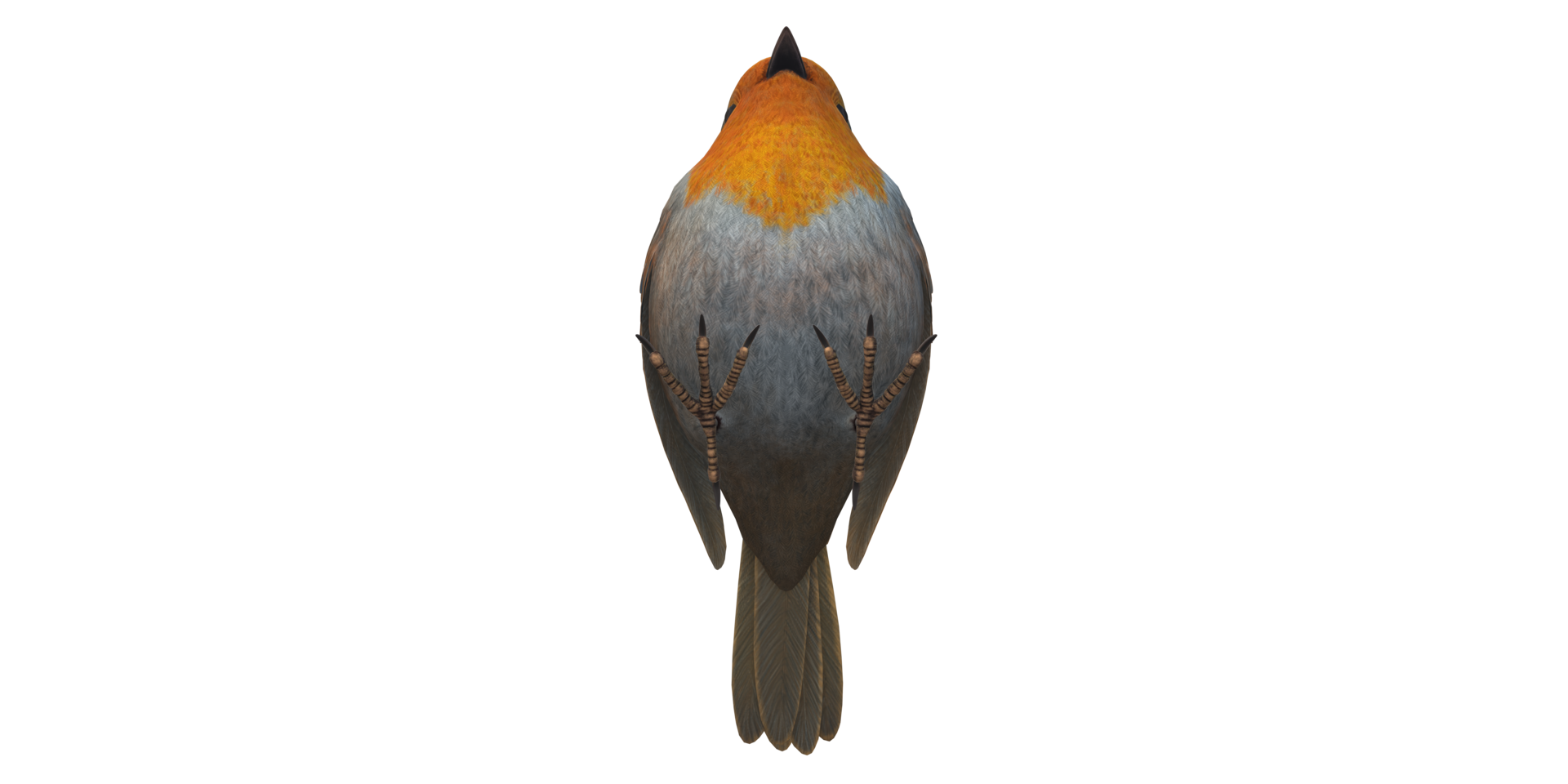 Robin Bird isolated on a Transparent Background png