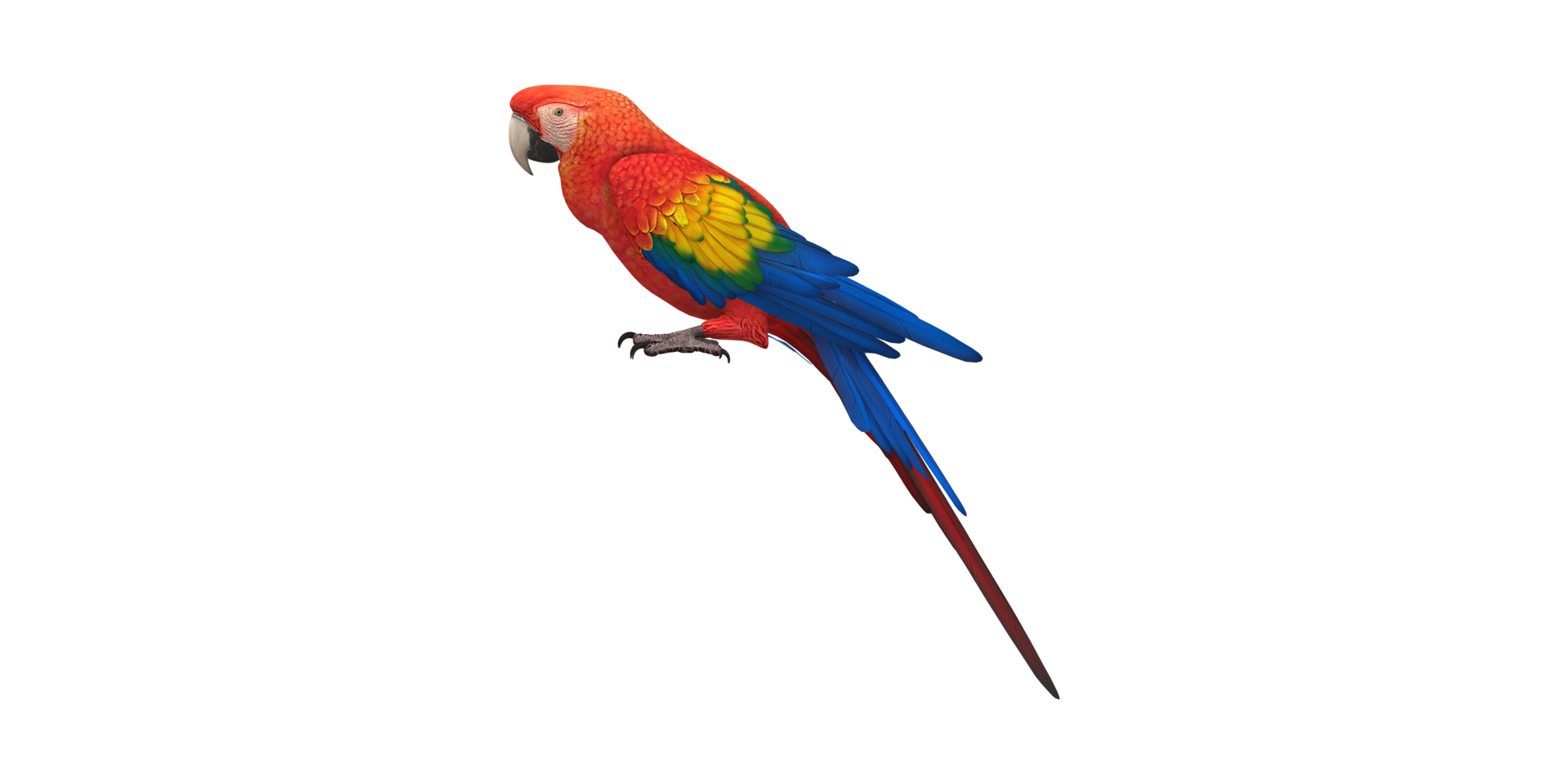 Parrot isolated on a Transparent Background png