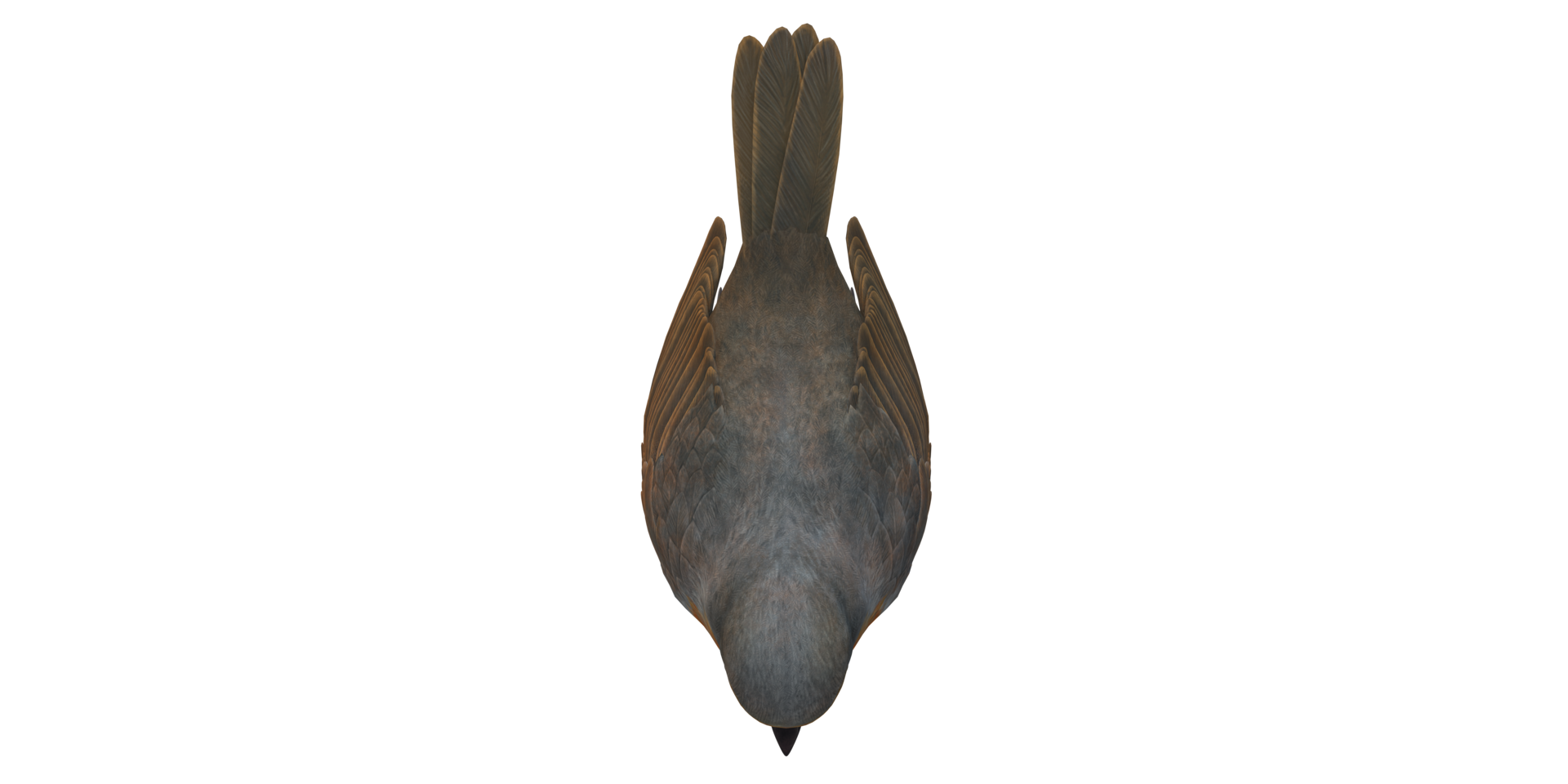 Robin Bird isolated on a Transparent Background png