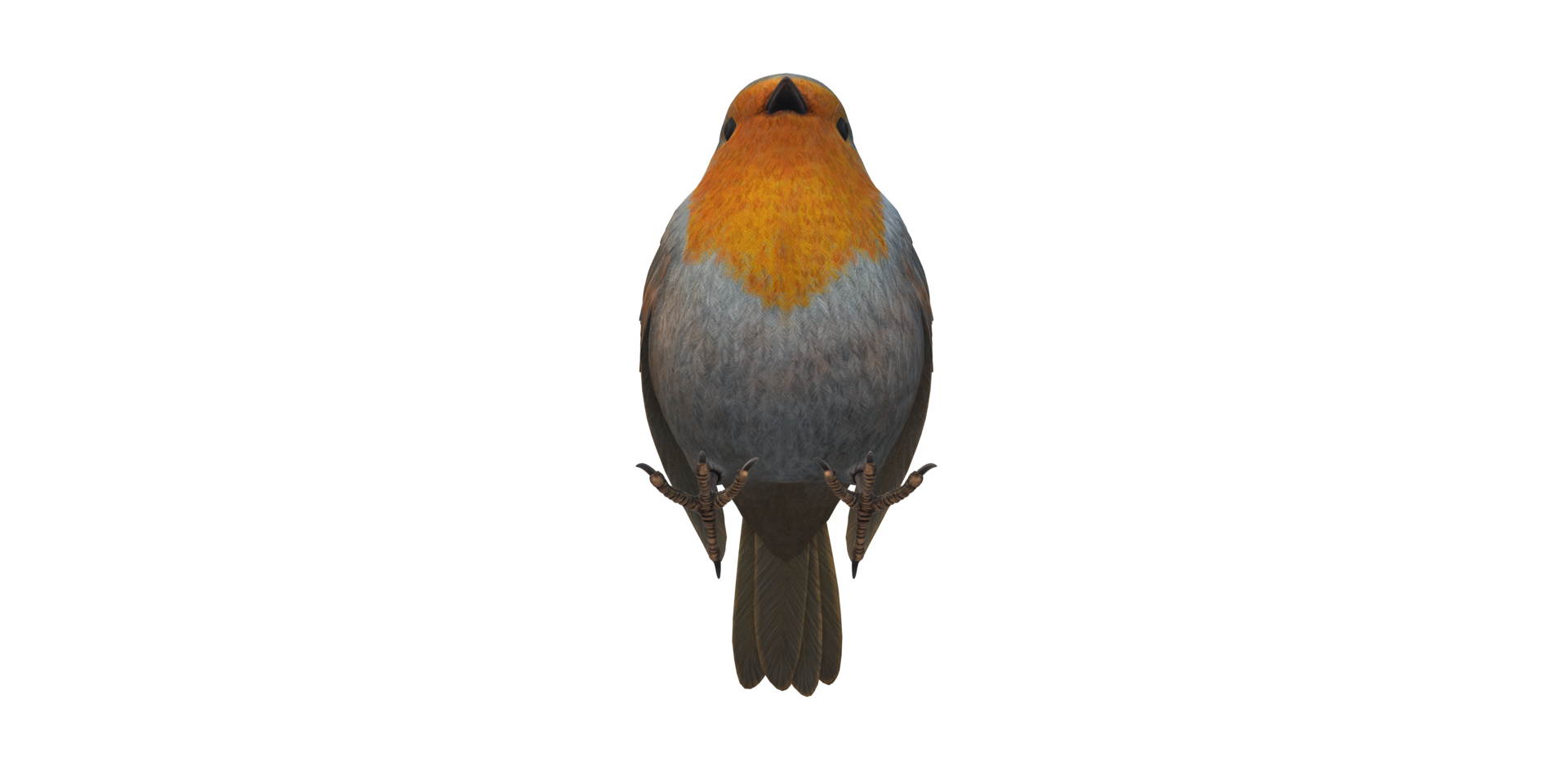 Robin Bird isolated on a Transparent Background png
