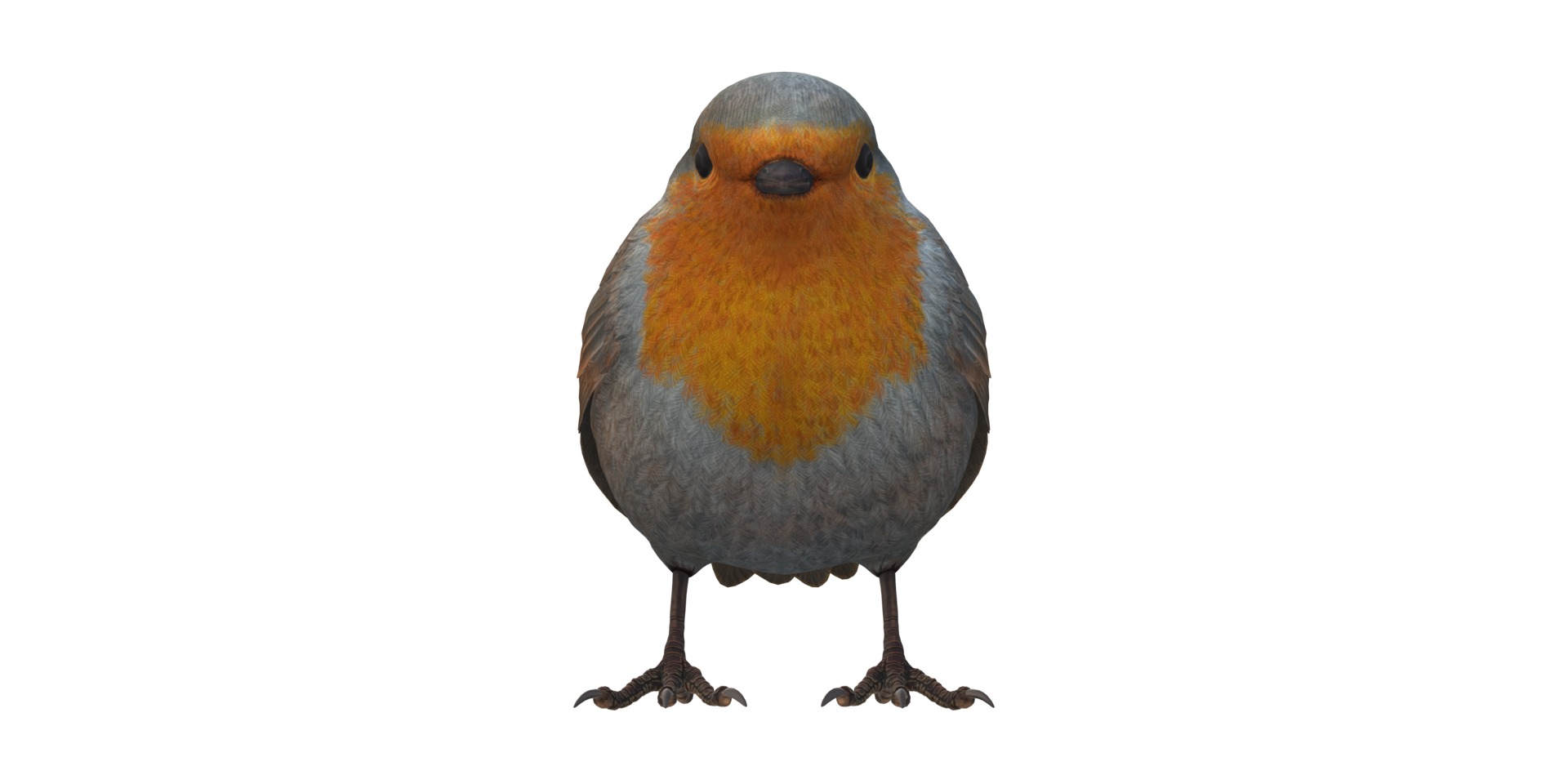 Robin Bird isolated on a Transparent Background png