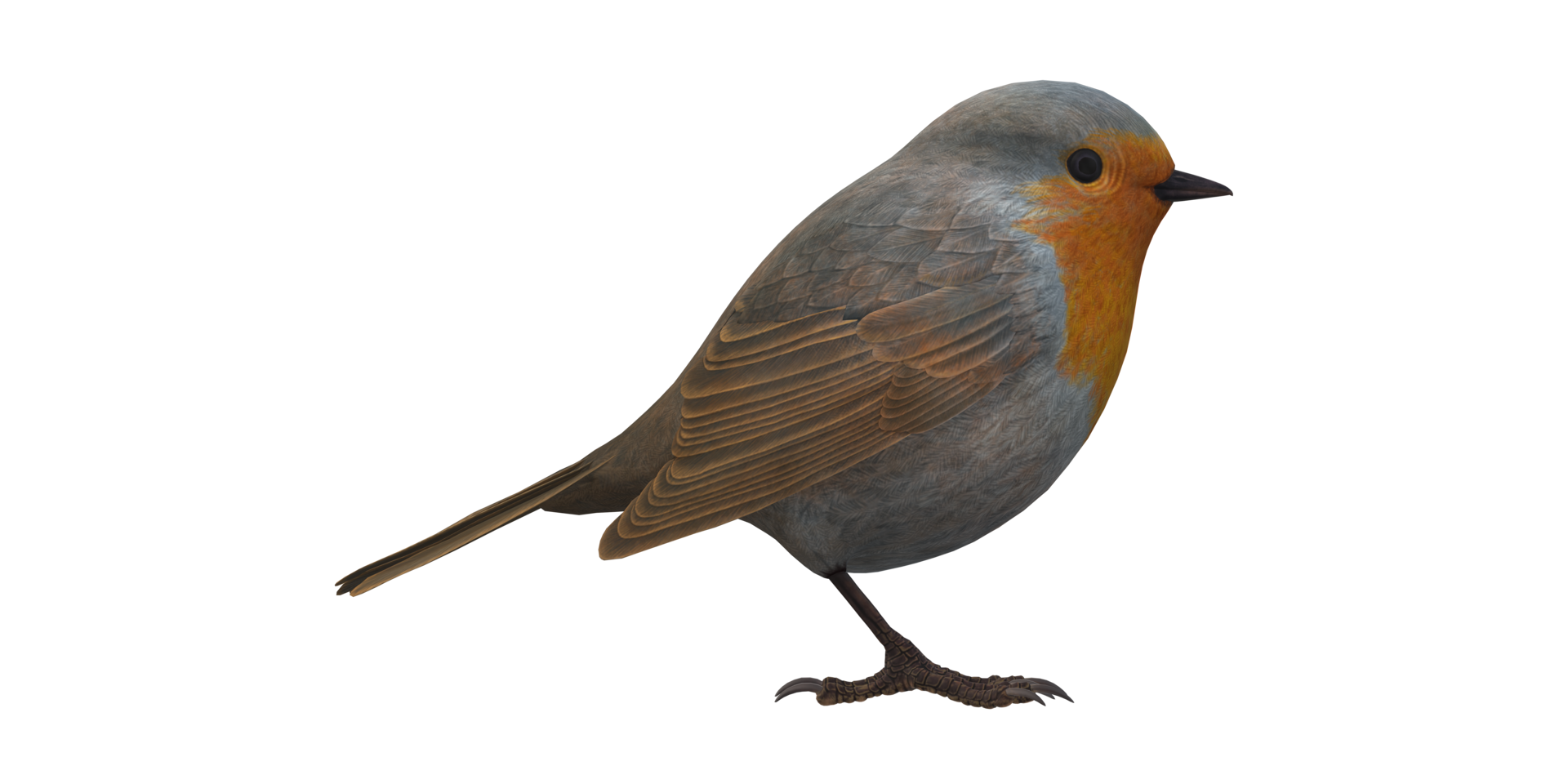 Robin Bird isolated on a Transparent Background png