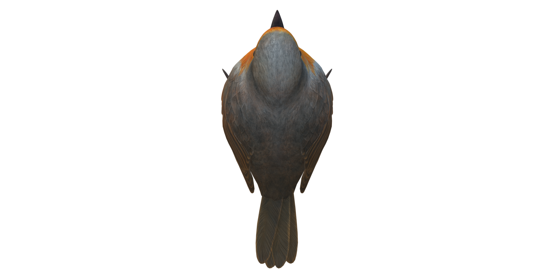 Robin Bird Isolated On A Transparent Background 24554899 Png