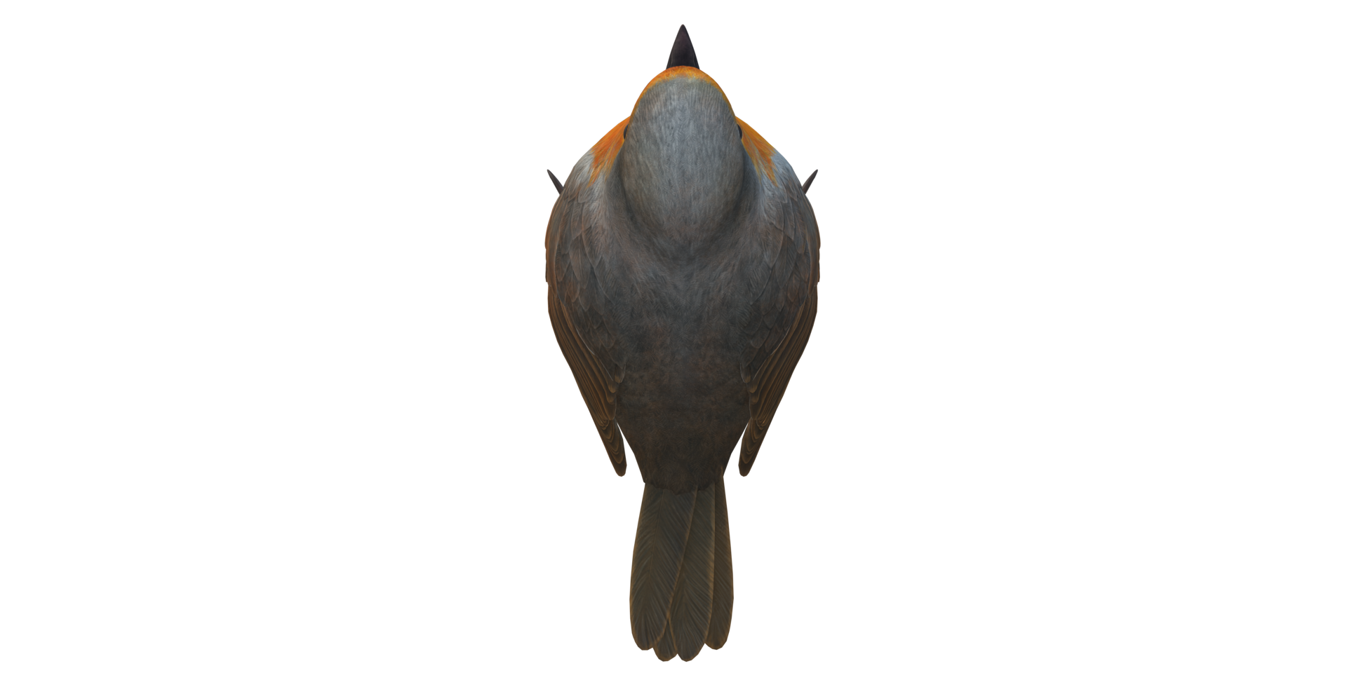 Robin Bird isolated on a Transparent Background png