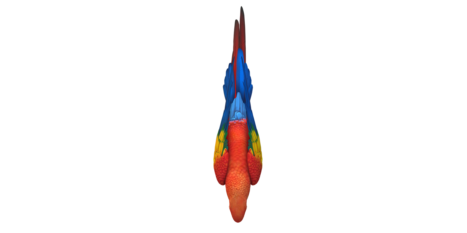 Parrot isolated on a Transparent Background png