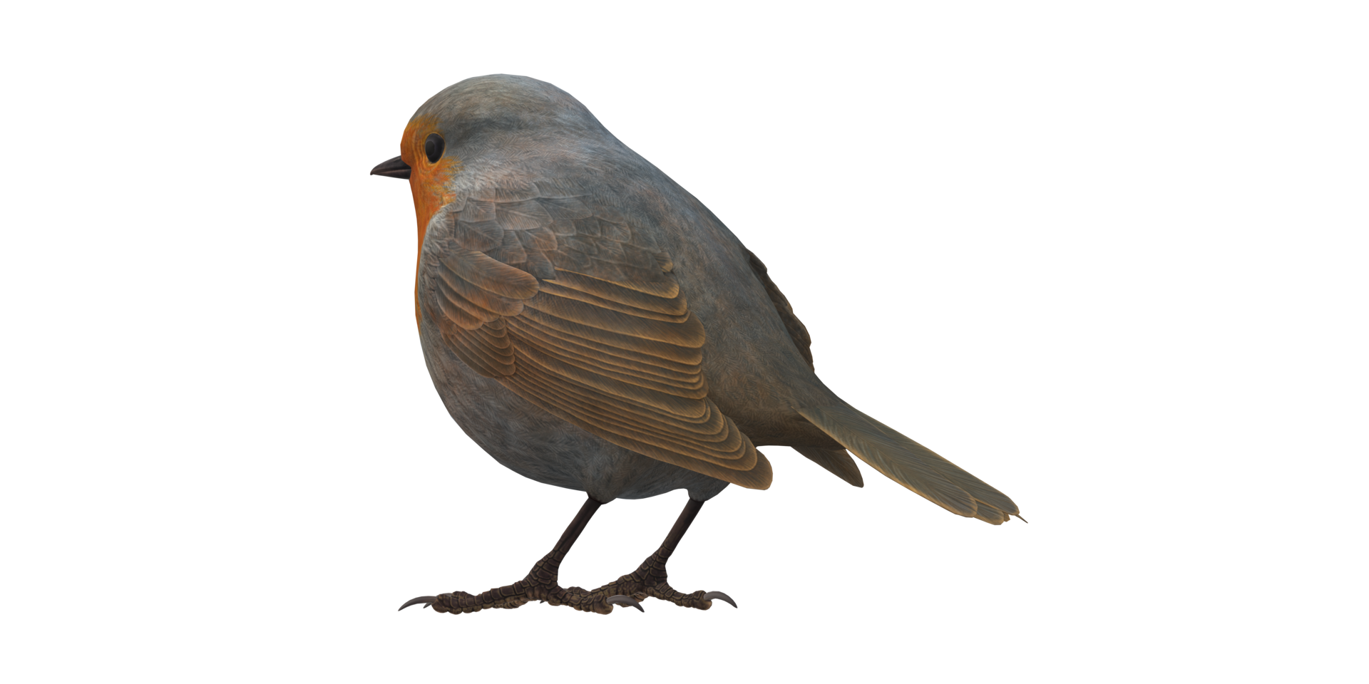 Robin Bird isolated on a Transparent Background png