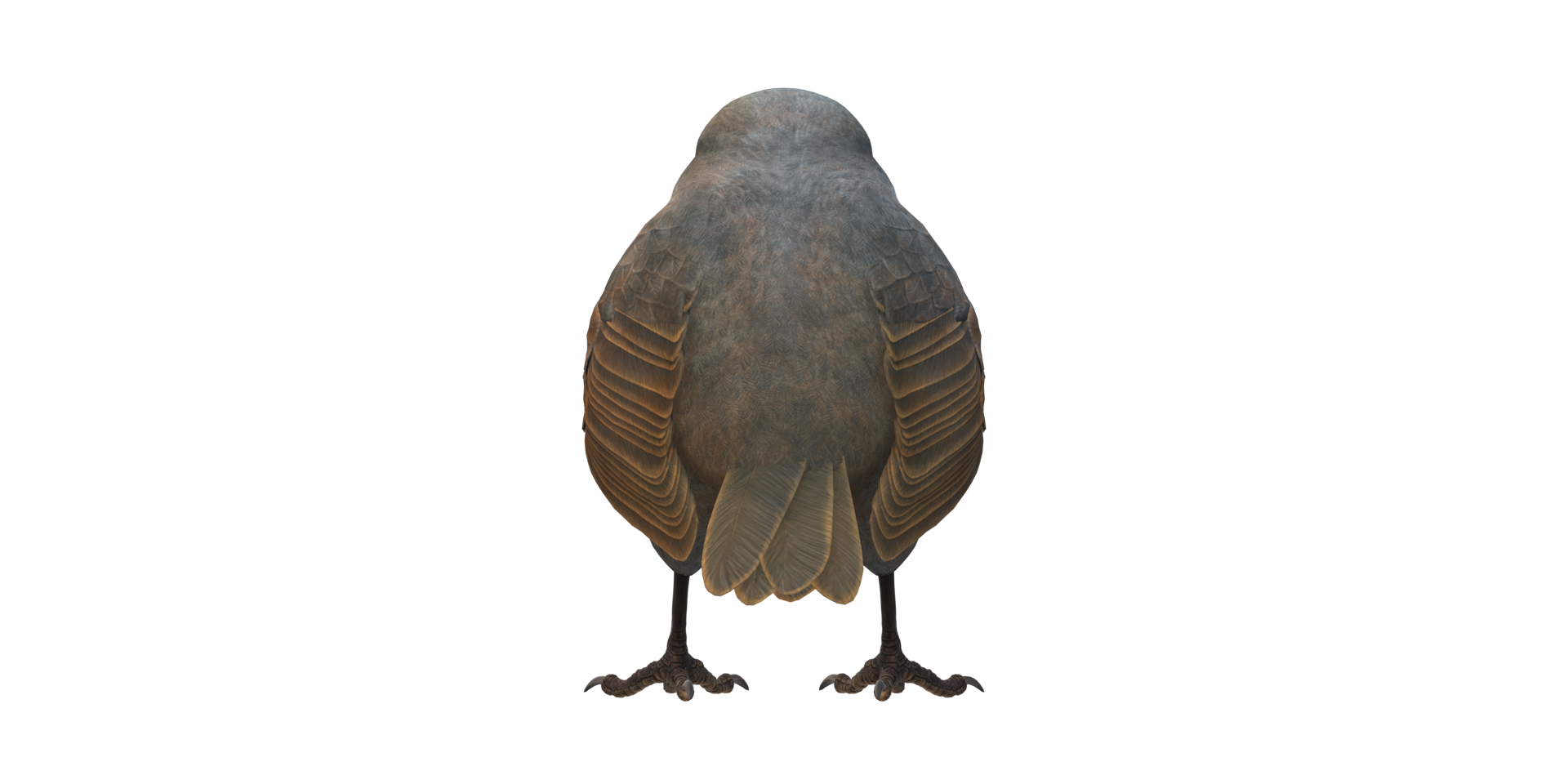 Robin Bird isolated on a Transparent Background png