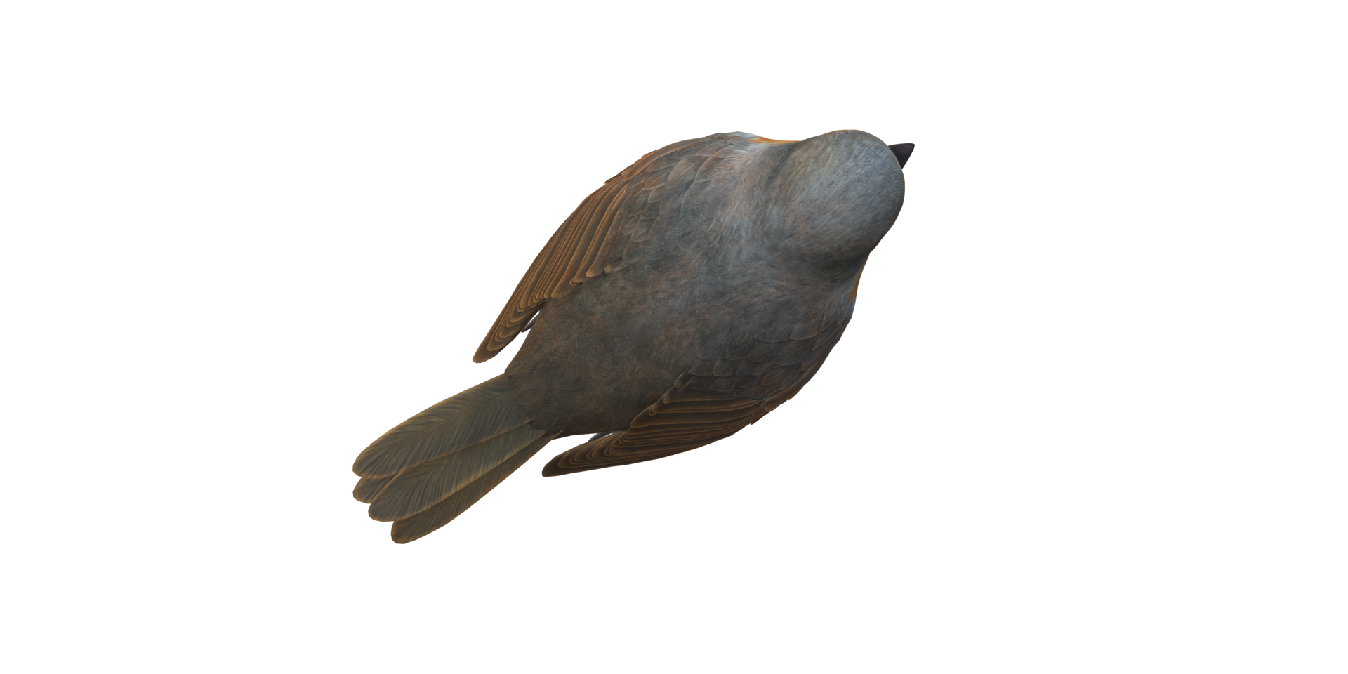 Robin Bird isolated on a Transparent Background png