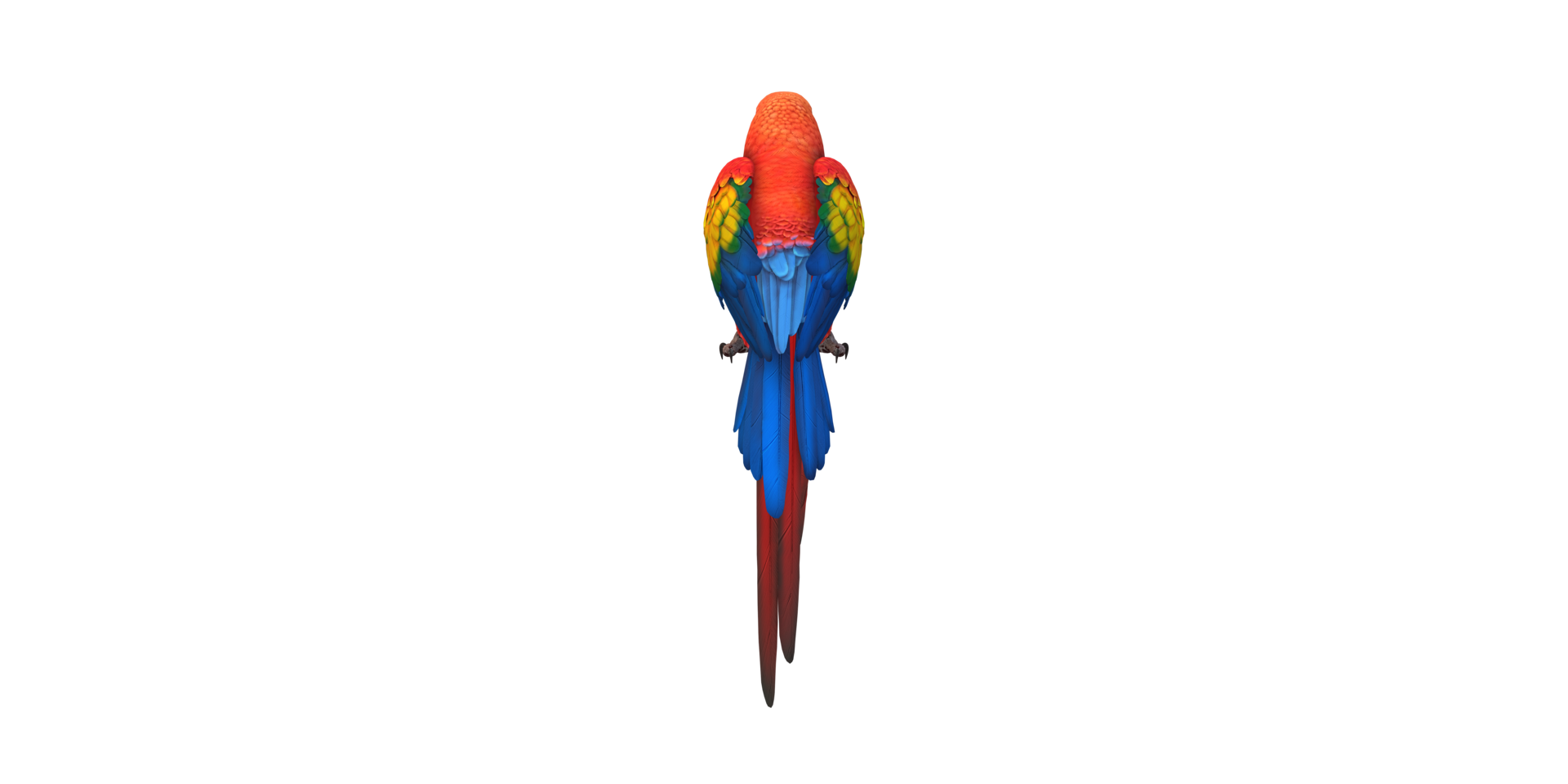 Parrot isolated on a Transparent Background png
