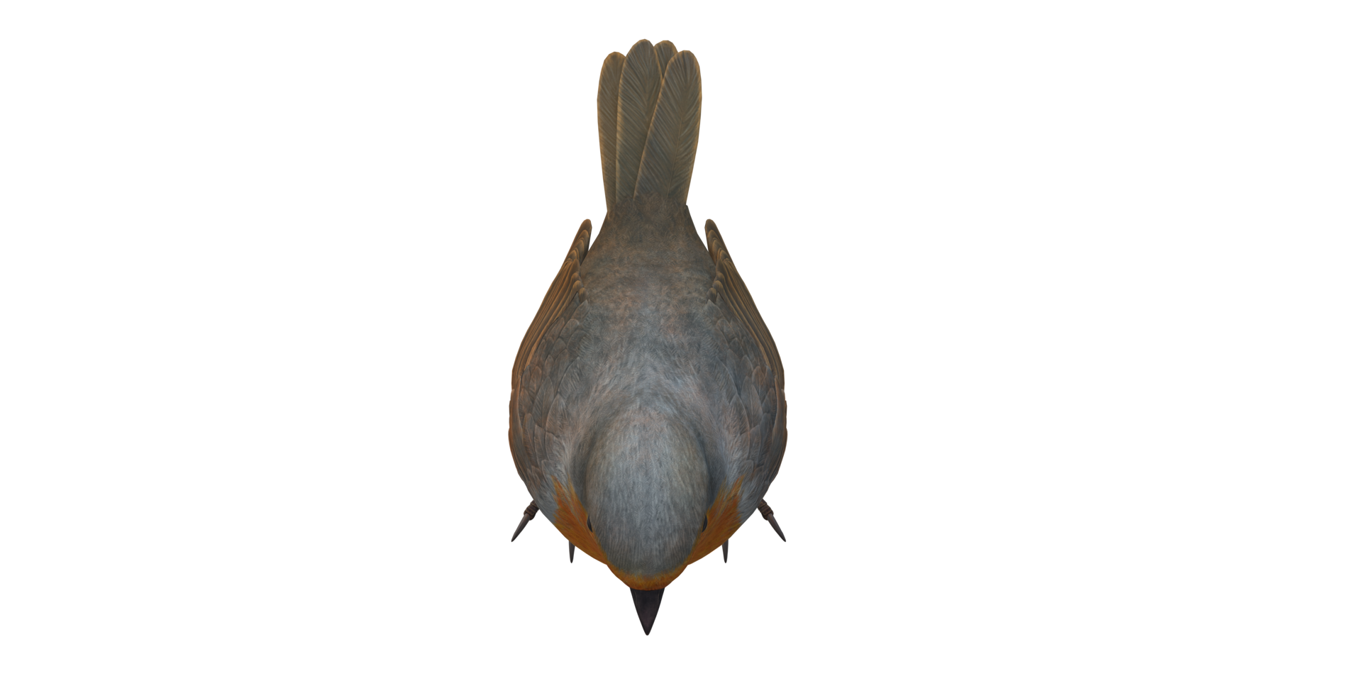 Robin Bird isolated on a Transparent Background png