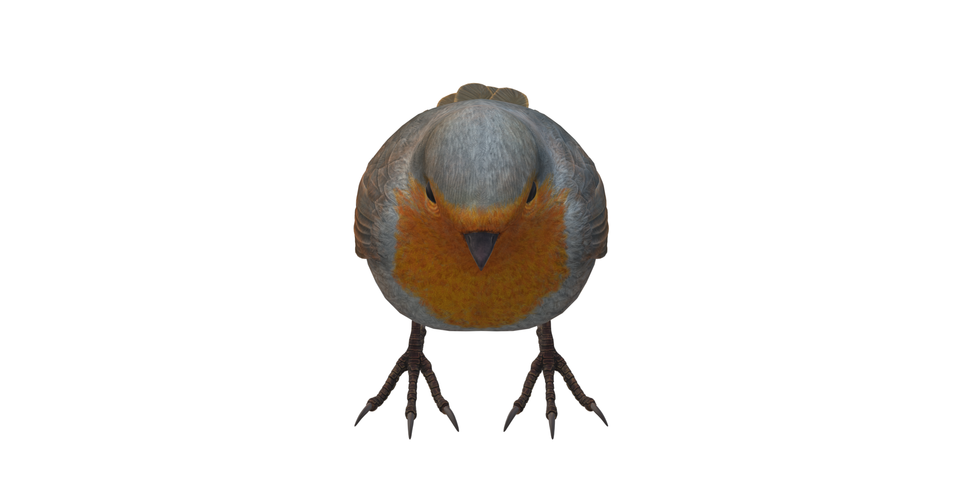 Robin Bird isolated on a Transparent Background png