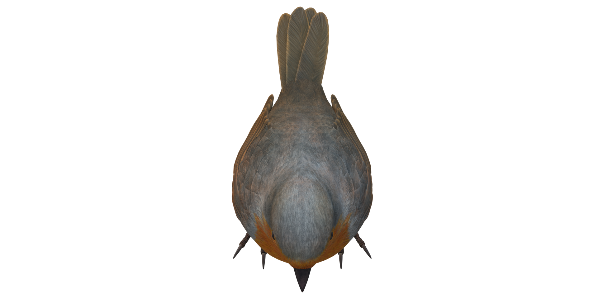 Robin Bird isolated on a Transparent Background png