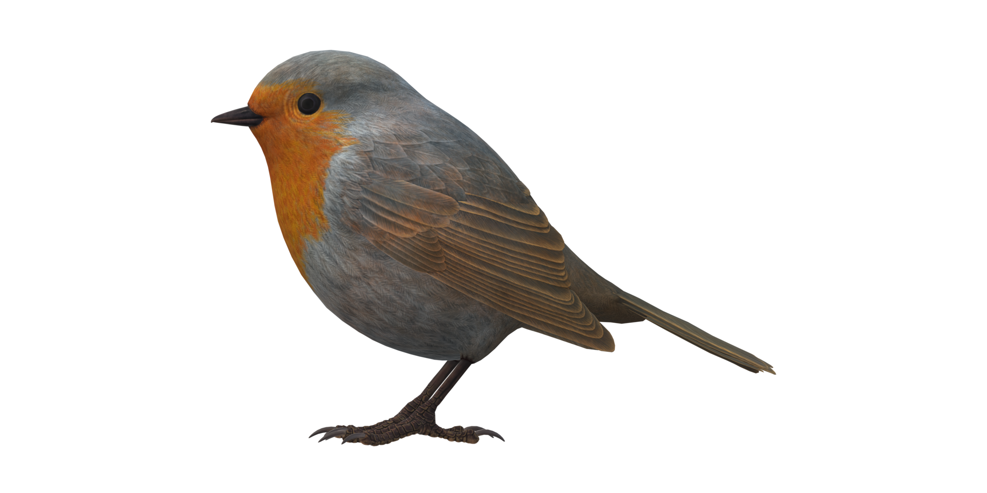 Robin Bird isolated on a Transparent Background png