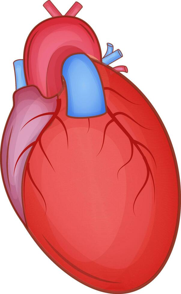 Human Heart Isolated On White Background. vector