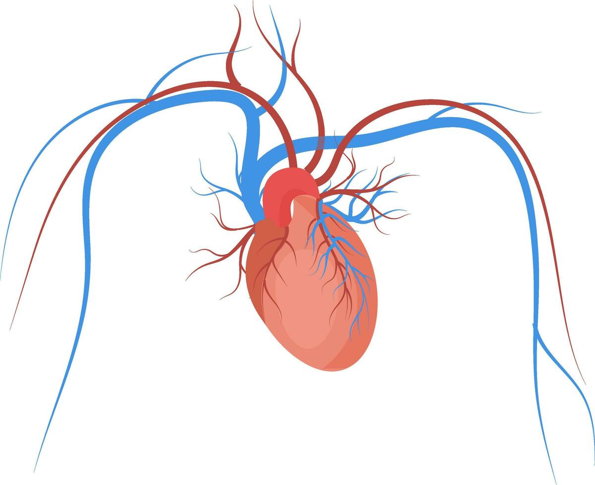 corazón sangre vasos en blanco antecedentes. vector