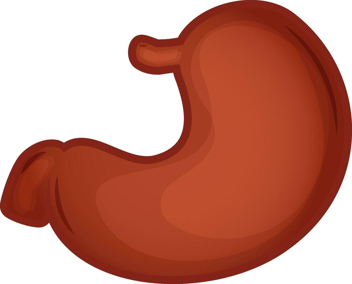 Brown Stomach Internal Organ Flat Vector. vector