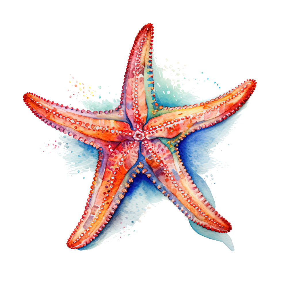 Watercolor starfish. Illustration png