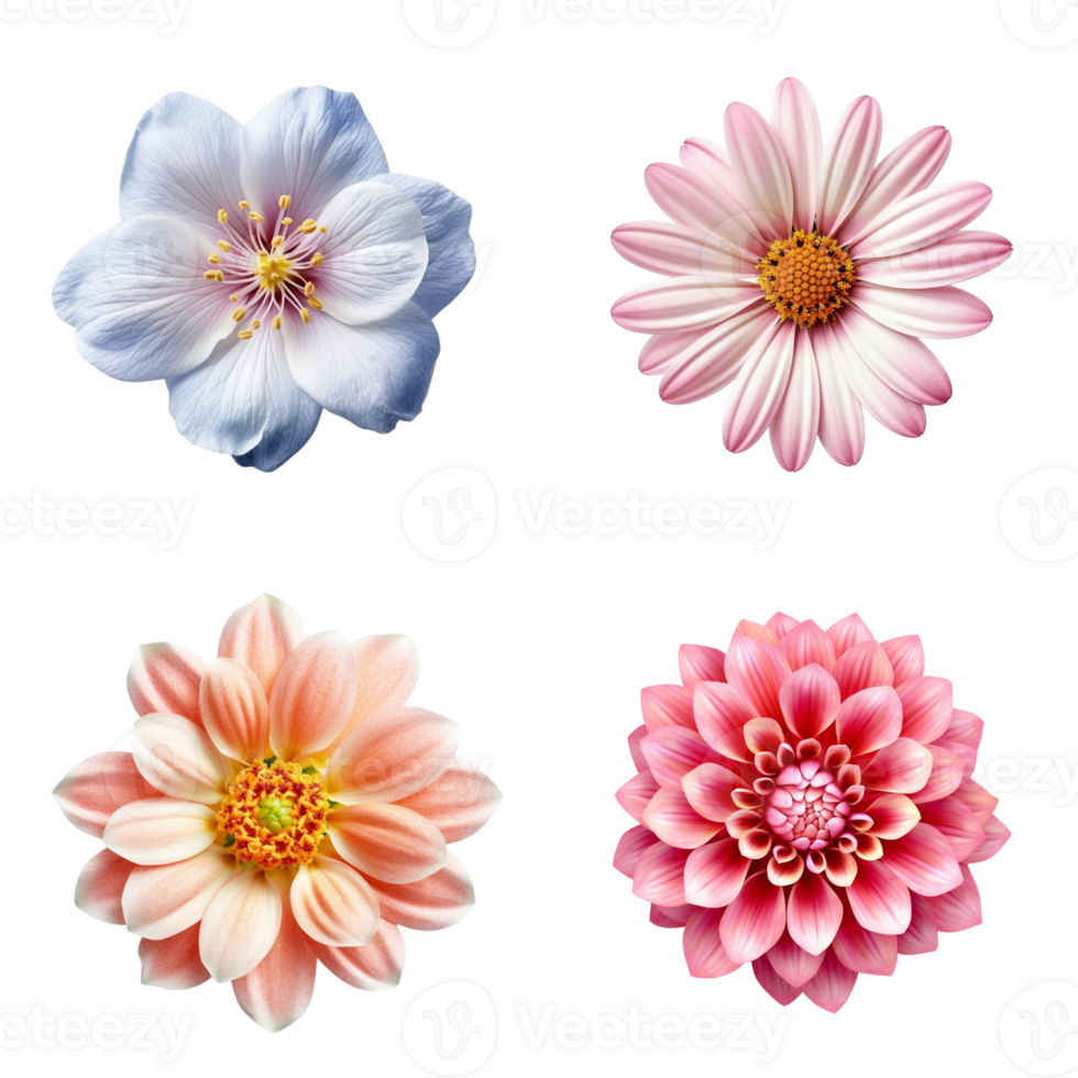 Selection of Various Flowers Isolated on Transparent Background. png