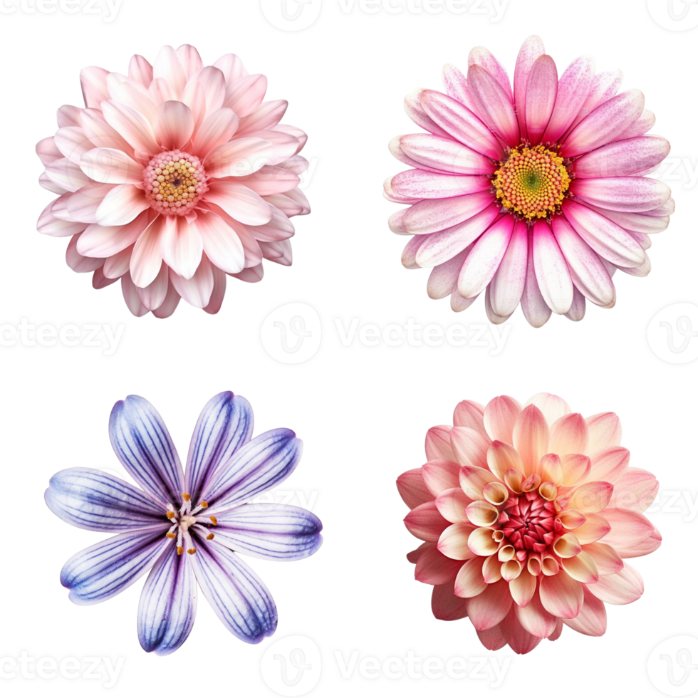 Selection of Various Flowers Isolated on Transparent Background. png