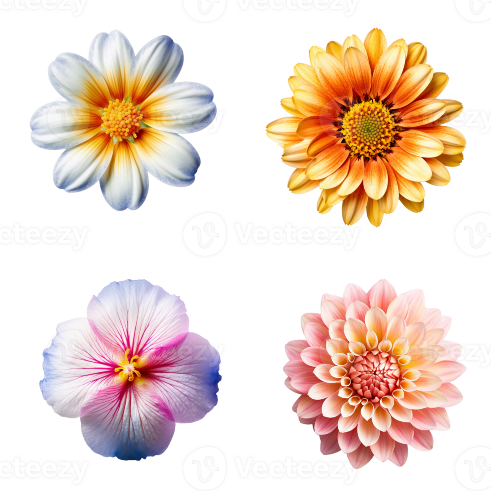 Selection of Various Flowers Isolated on Transparent Background. png