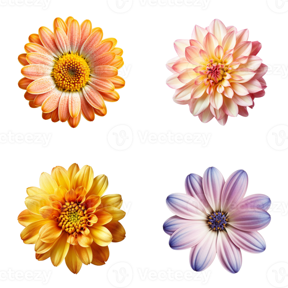 Selection of Various Flowers Isolated on Transparent Background. AI ...