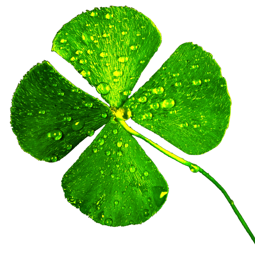 icon four clovers plant png