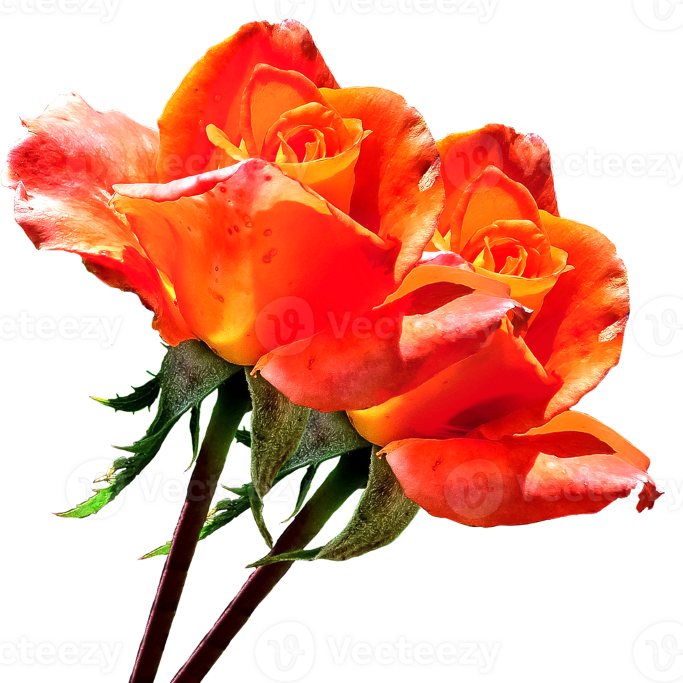 icon flower roses png