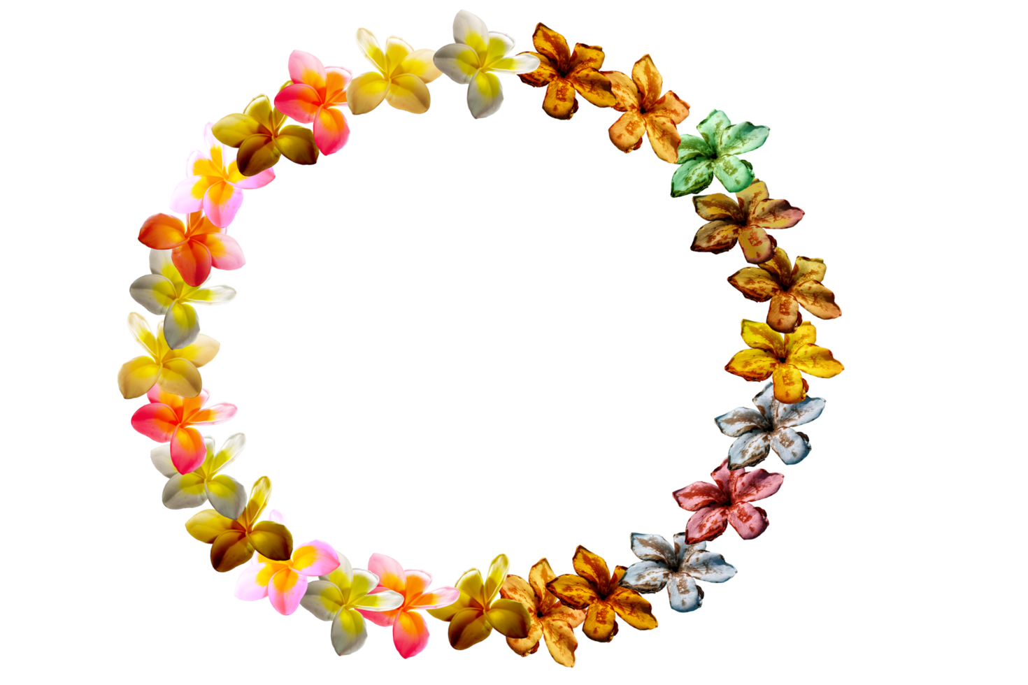 icon formation petal flowers frangipani png