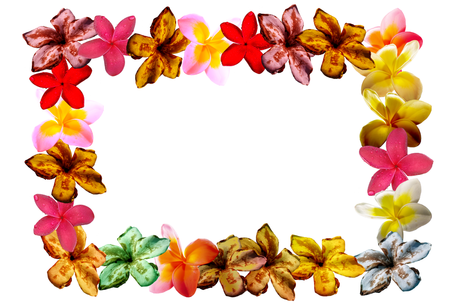 icon decoration flowers form shape pattern png